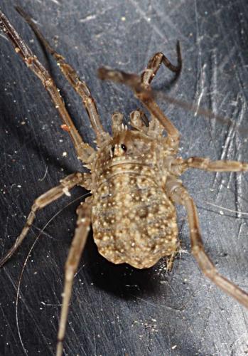 Odiellus sp.